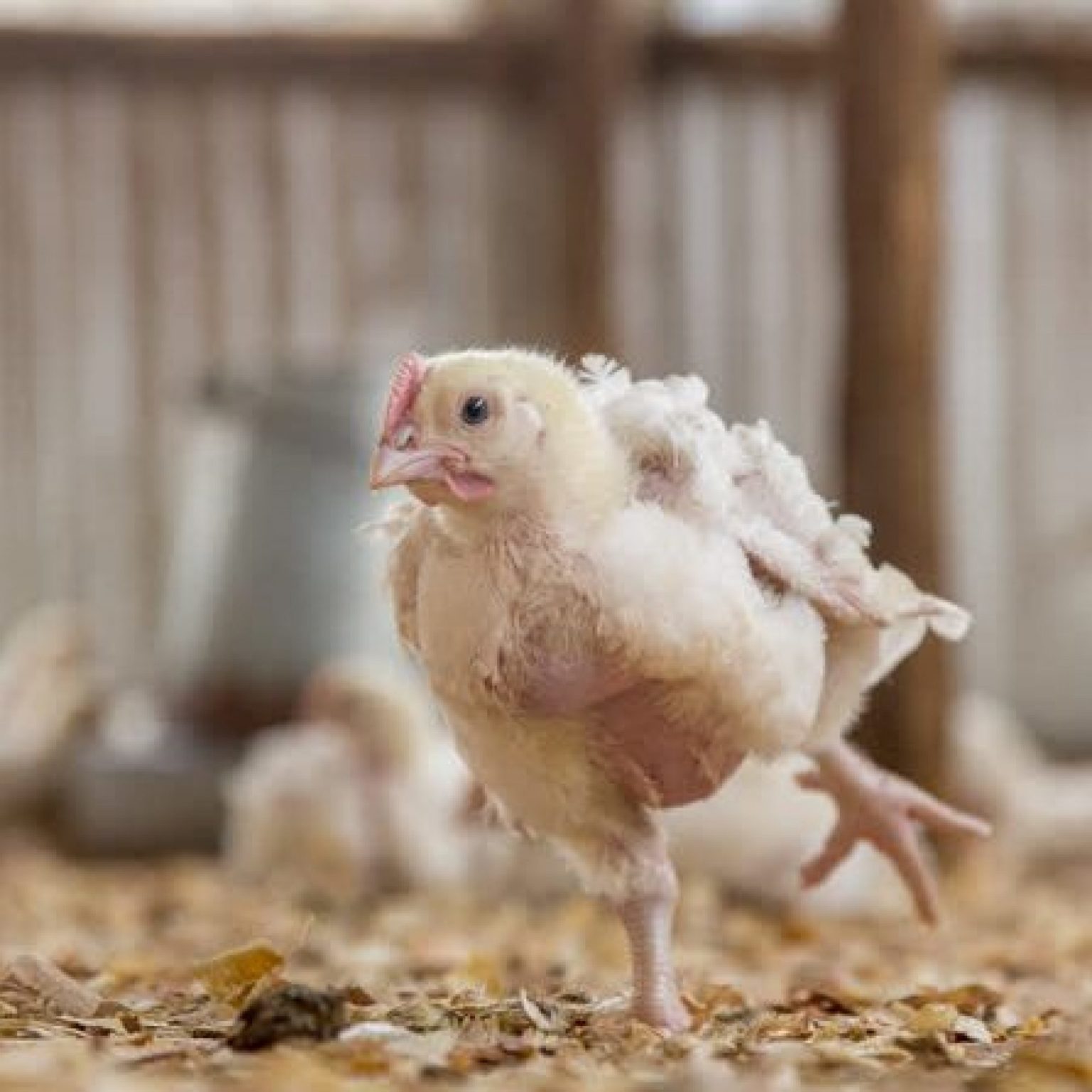 Common mistakes to avoid in poultry farming - Poultry & Livestock ...