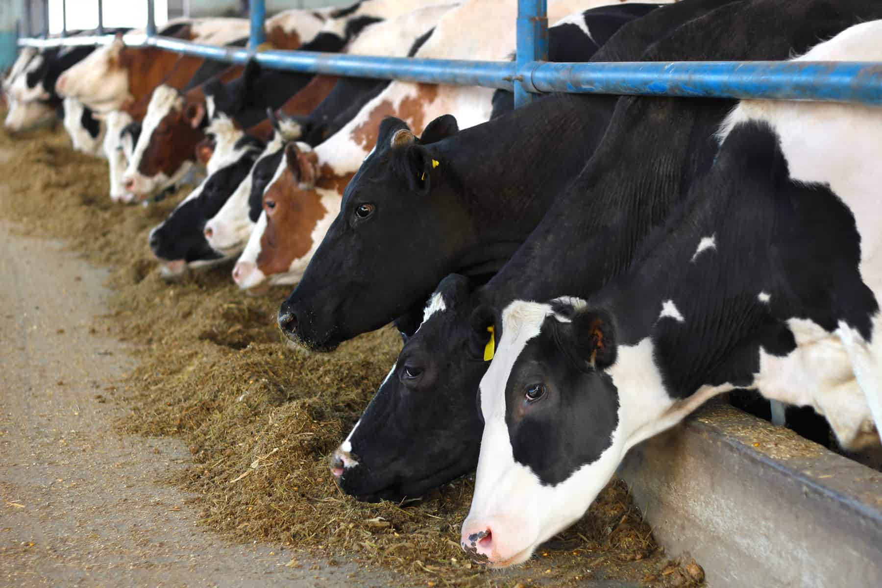 Concentrate feed in dairy cows: A blessing and a curse - Poultry & Livestock  Review Africa