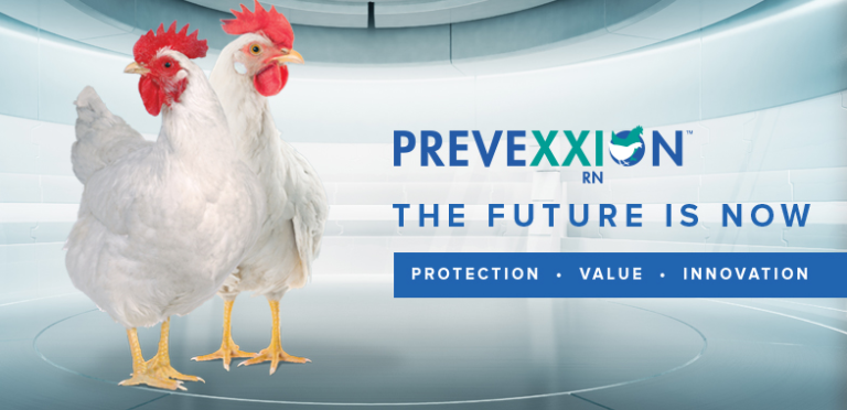 Prevexxion RN: The next generation Marek’s disease vaccine – Poultry ...