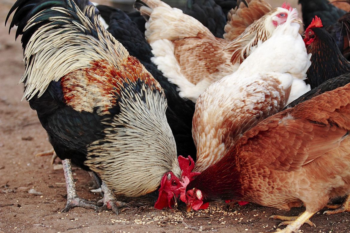 how-to-start-profitable-local-chicken-farming-poultry-livestock