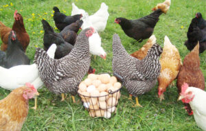 Why Some Poultry Chicken Farmers Fail: Common Pitfalls and How to Avoid ...