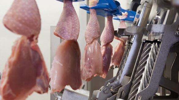 ALPINE Achieves Excellence in Chicken Leg Processing - Poultry ...