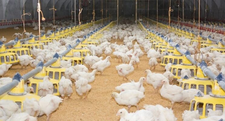 Maranatha Poultry Targets $13.7 Million Expansion to Double Namibia’s ...