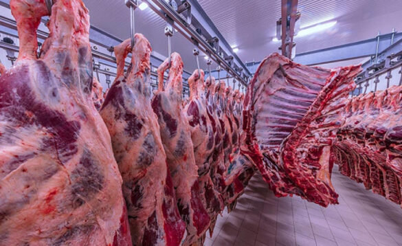 A Comprehensive Overview of Namibia’s Beef Industry - Poultry ...